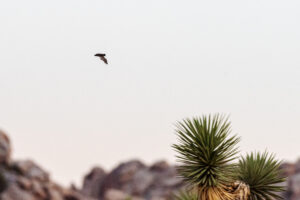 시그니아 독일보청기 오산센터 · 동탄센터 bat flying