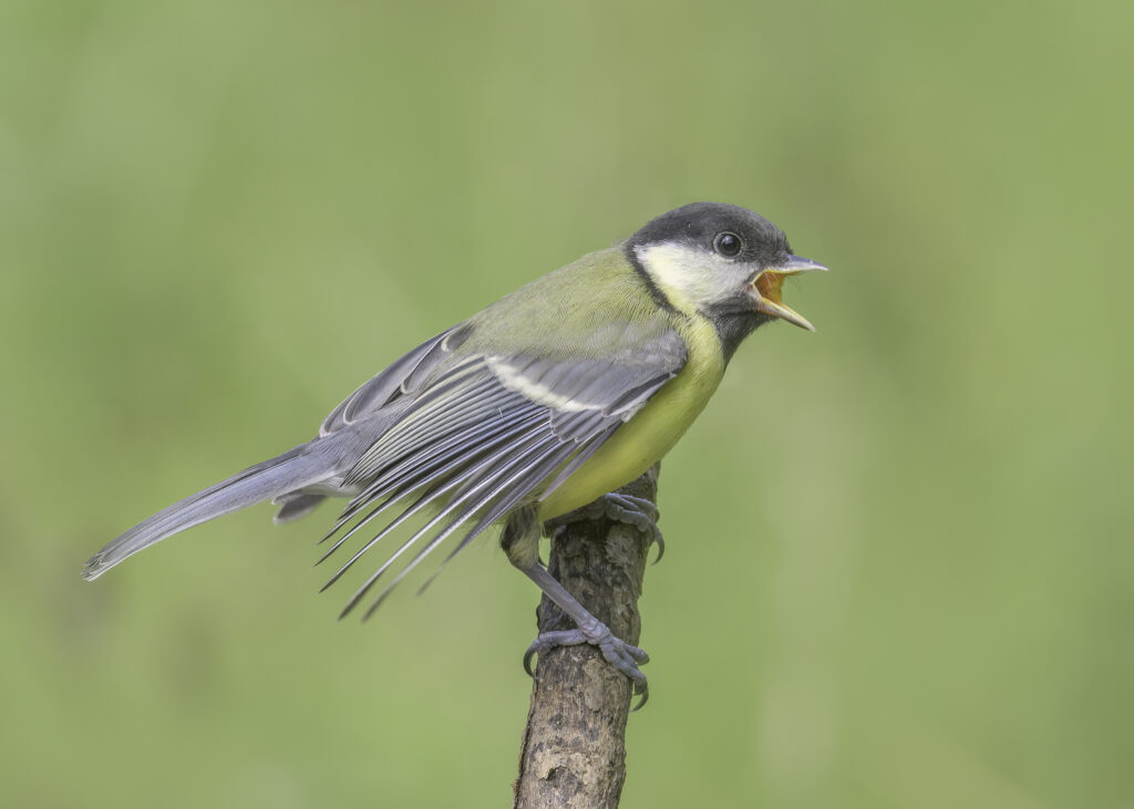 시그니아 독일보청기 오산센터 · 동탄센터 great tit bird singing