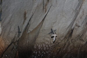 시그니아 독일보청기 오산센터 · 동탄센터 echolocation