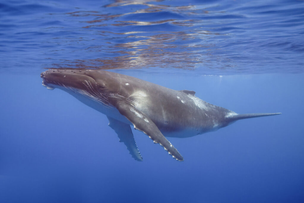 시그니아 독일보청기 오산센터 · 동탄센터 humpback whale