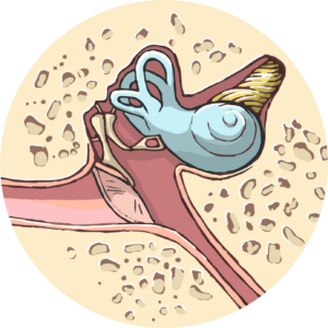 시그니아 독일보청기 오산센터 · 동탄센터 inner ear anatomy